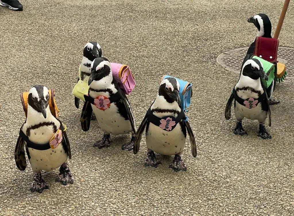 🐦 마쓰에 포겔 파크 이미지 4